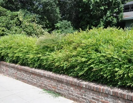 Siepe di nandina