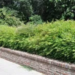 Siepe di nandina
