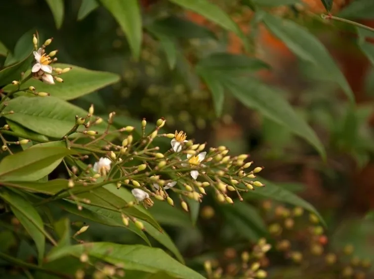 Fiori di nandina