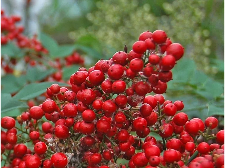 Bacche di nandina