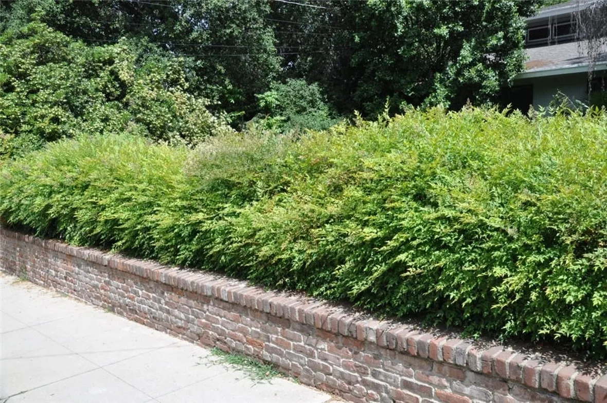 Siepe di nandina