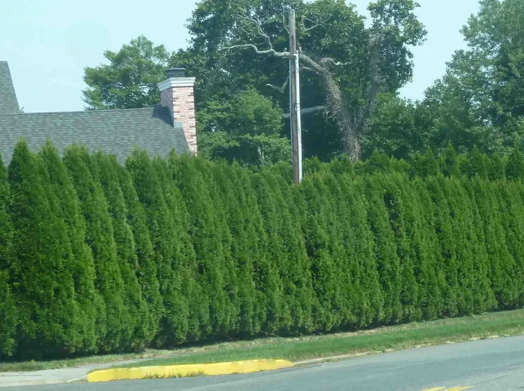 Bella siepe di Thuja emerald