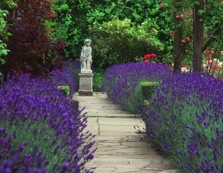 Bordure create con siepi di lavanda