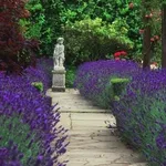 Bordure create con siepi di lavanda