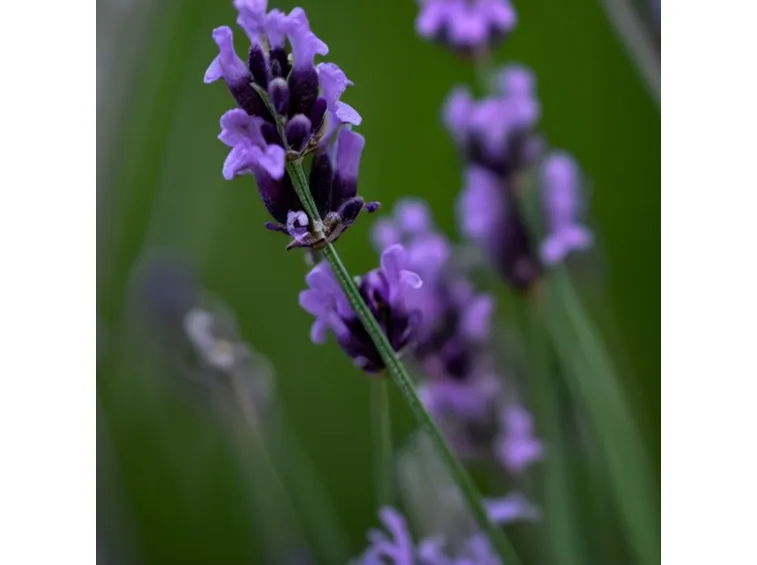 Lavanda angustifolia