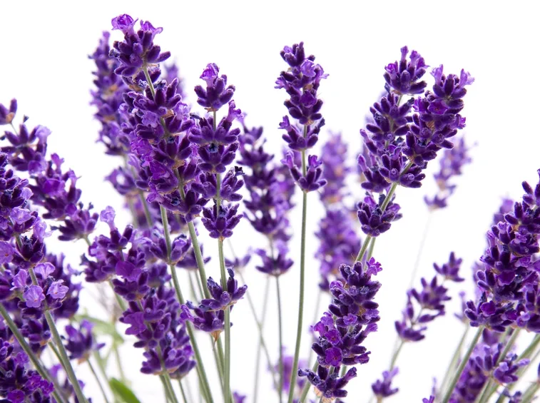 La siepe di lavanda è adatta ai terreni aridi