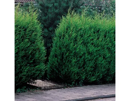 Leylandii pianta