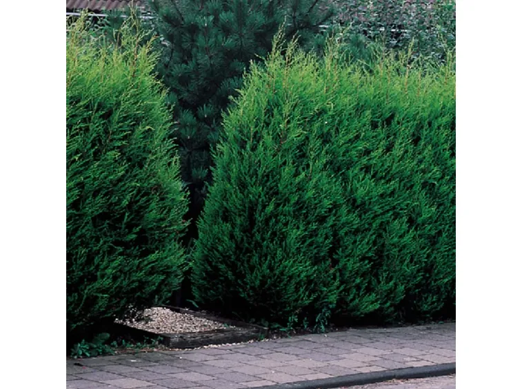 Leylandii pianta