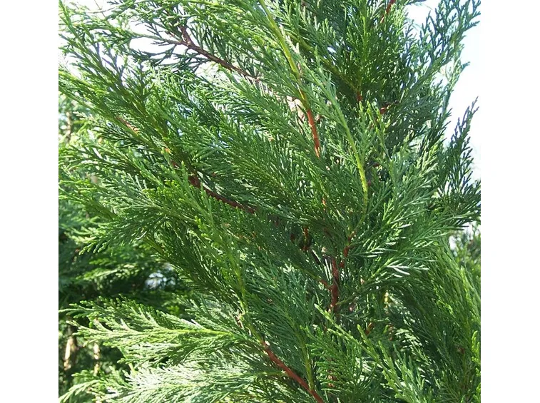 Ramo leylandii
