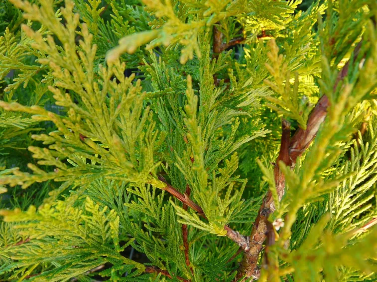 Foglie leylandii