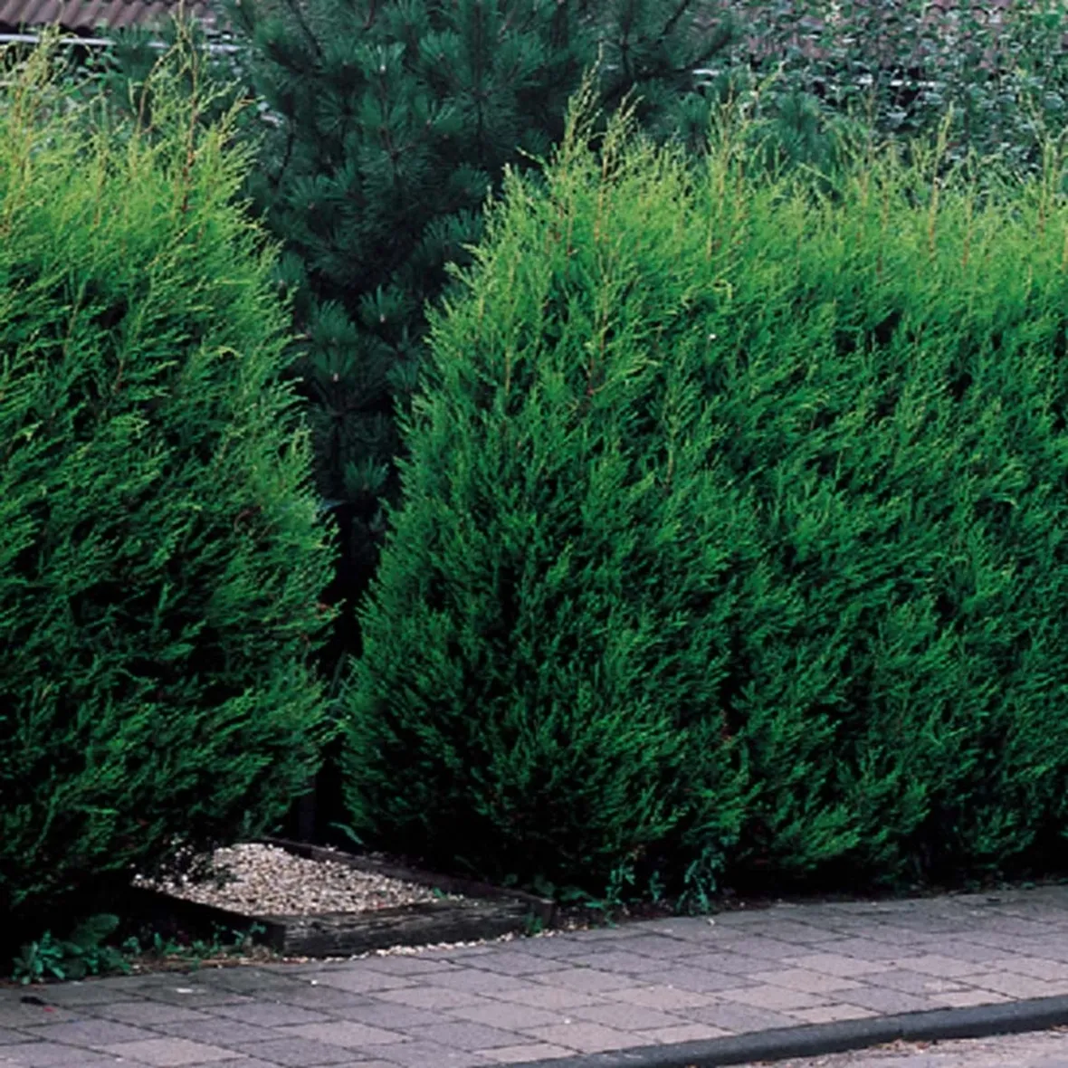 Leylandii pianta