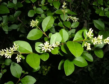ligustro fiore