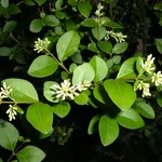 ligustro fiore