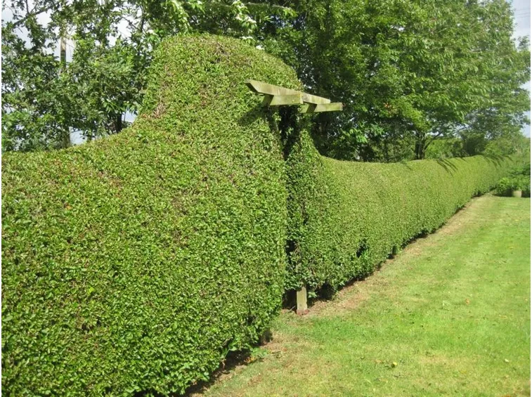 ligustro siepe