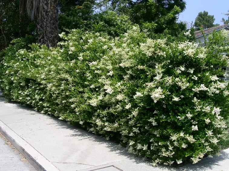 ligustro siepe fiorita