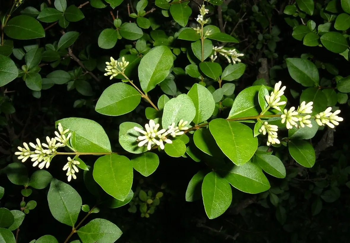 ligustro fiore