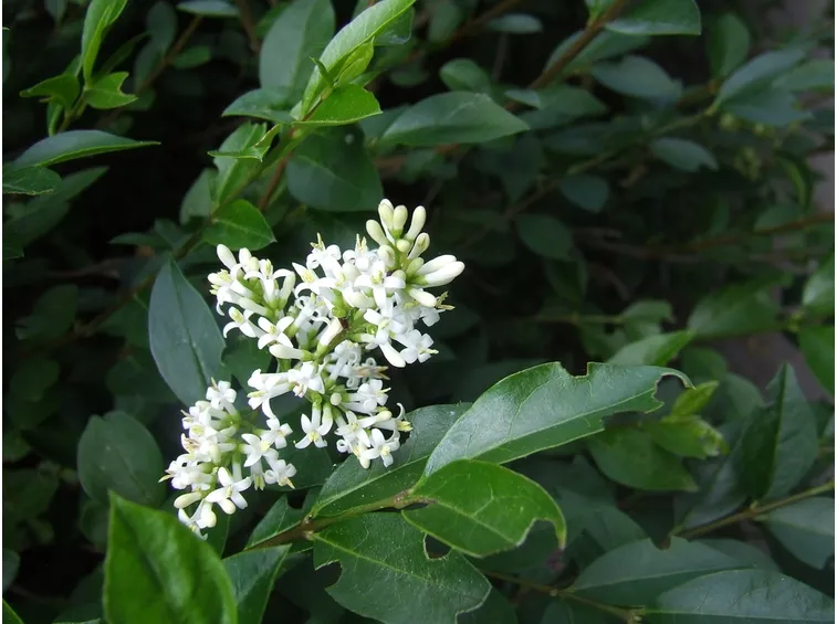 Bonsai ligustrum