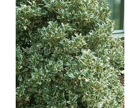 Una pianta di Osmathus Aquifolium