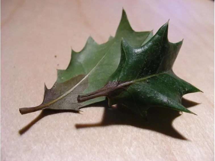 L'aspetto delle foglie rivela la presenza di muffe e parassiti