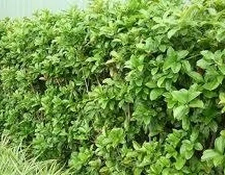 siepeosmanthus