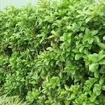 siepeosmanthus