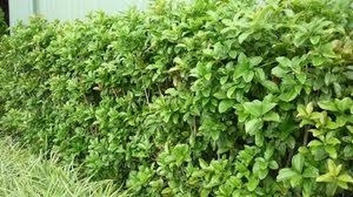 siepeosmanthus