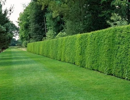 Una siepe sempreverde ha una vegetazione folta e rigogliosa