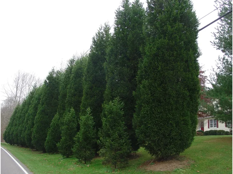 Siepe realizzata con cipressi di leyland