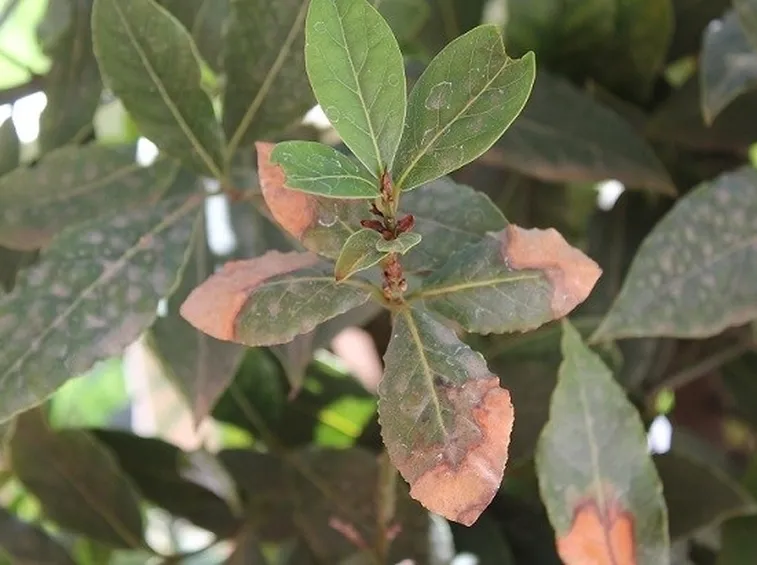 Siepe di alloro infestata da cocciniglia