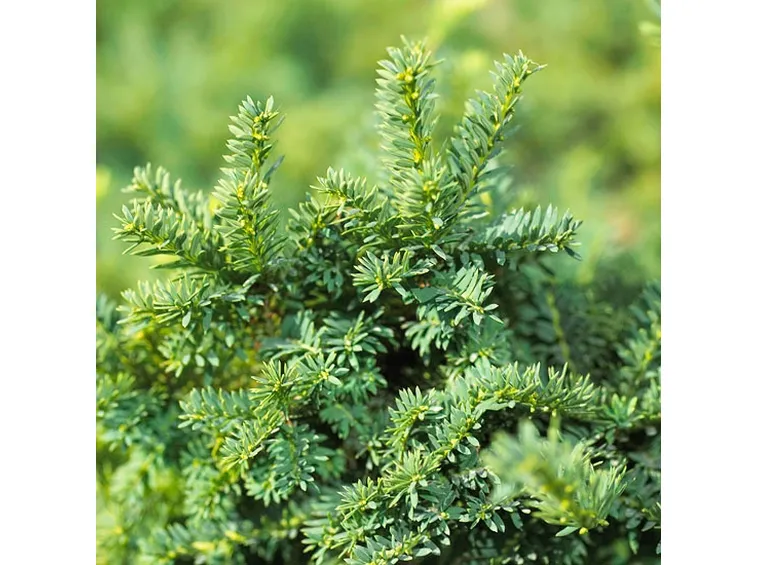 Un esemplare di Taxus baccata