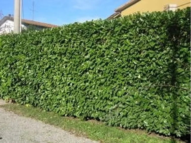 piantesiepe1