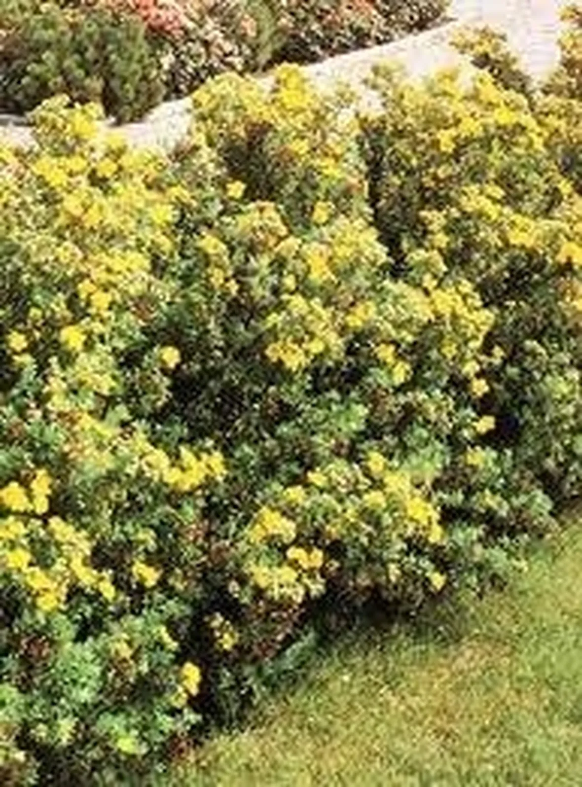 piantesiepe2