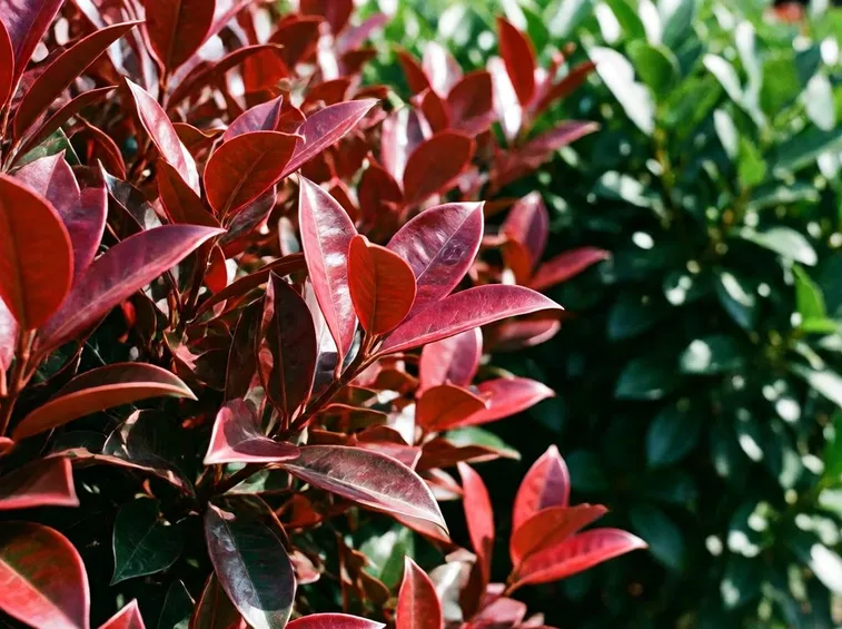 photinia