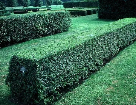 Siepe di pianta di ligustro