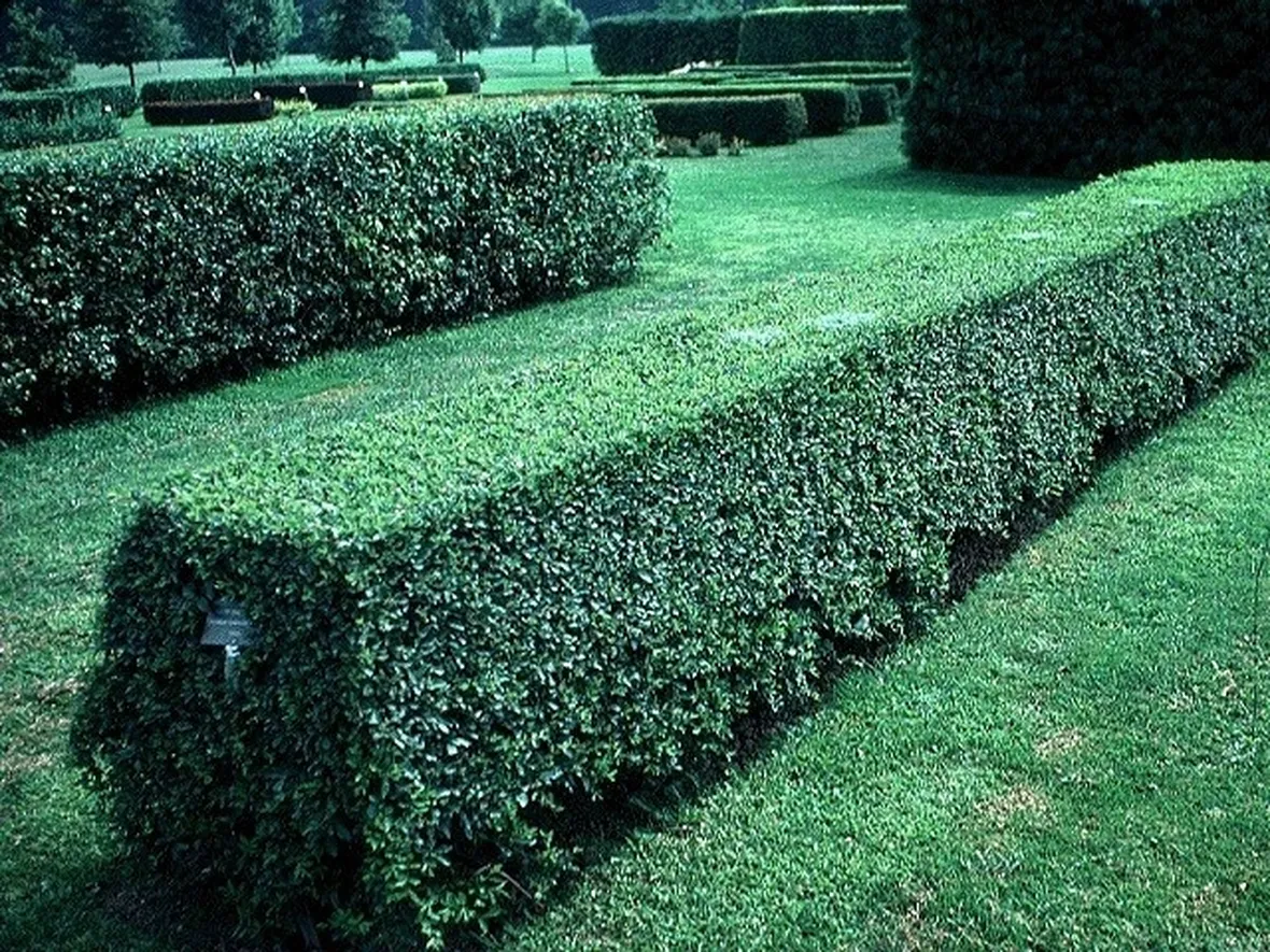 Siepe di pianta di ligustro