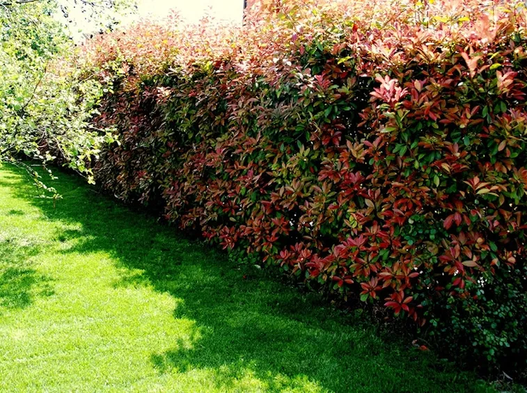 Una siepe di photinia, pianta molto adatta anche per la coltivazione in vaso