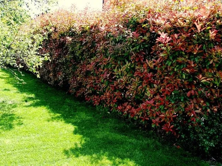Un esempio di siepe di nandina