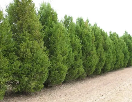 Siepe realizzata con cipressi di leyland