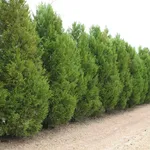 Siepe realizzata con cipressi di leyland