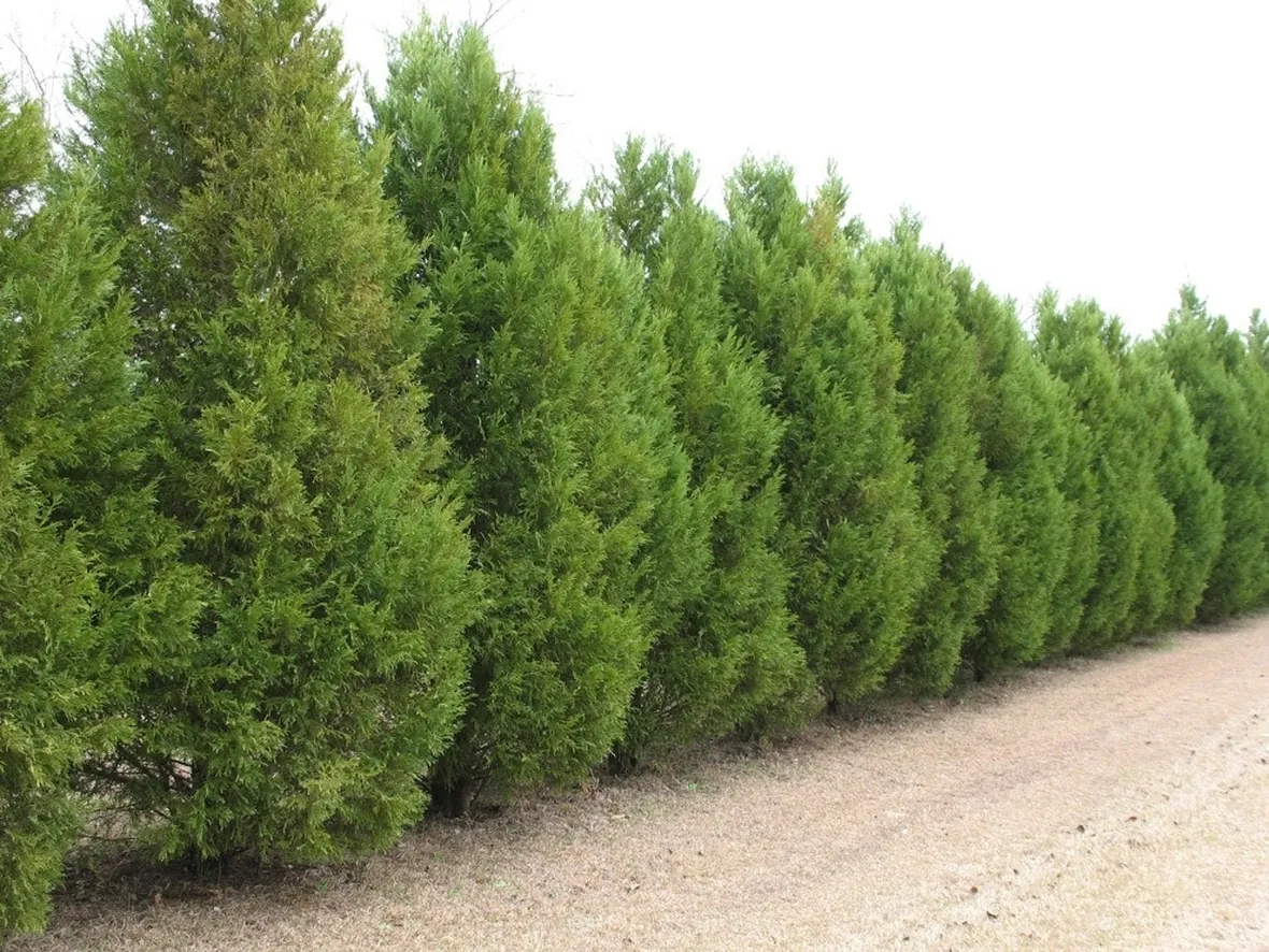 Siepe realizzata con cipressi di leyland