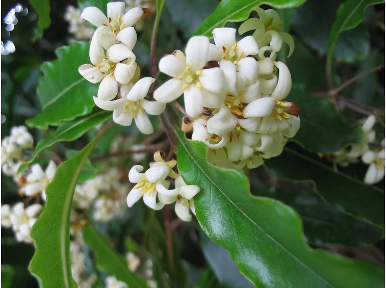 Pittosporo fiore
