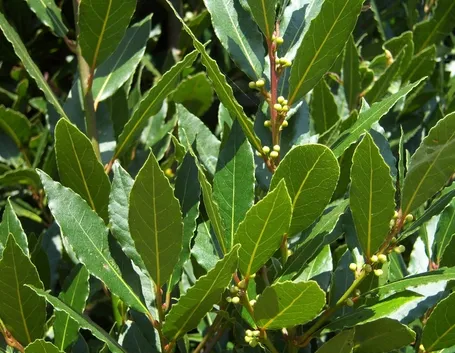 Pianta di alloro