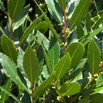 Pianta di alloro