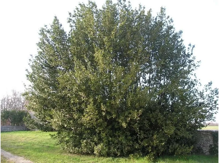L'arbusto di alloro