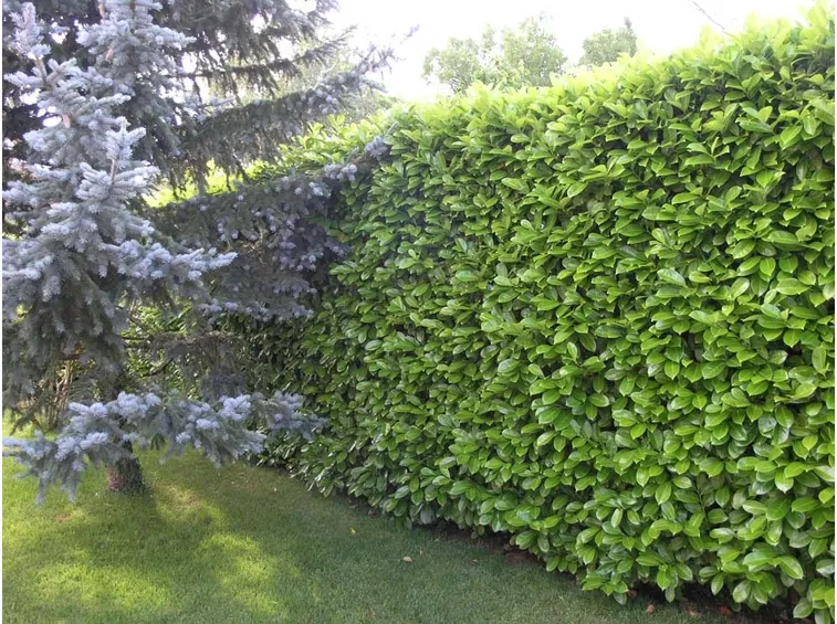 Siepe di alloro