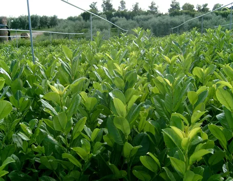 Piante di lauro