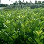 Piante di lauro