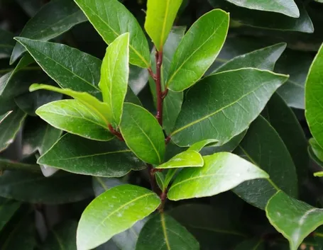 lauro nobilis