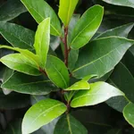 lauro nobilis