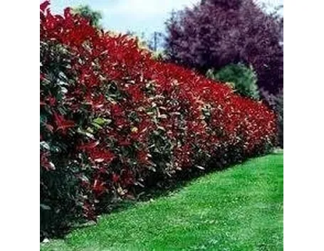 potaturasiepephotinia1